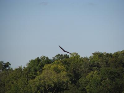 Eagle Soars Over Lower Grey Cloud